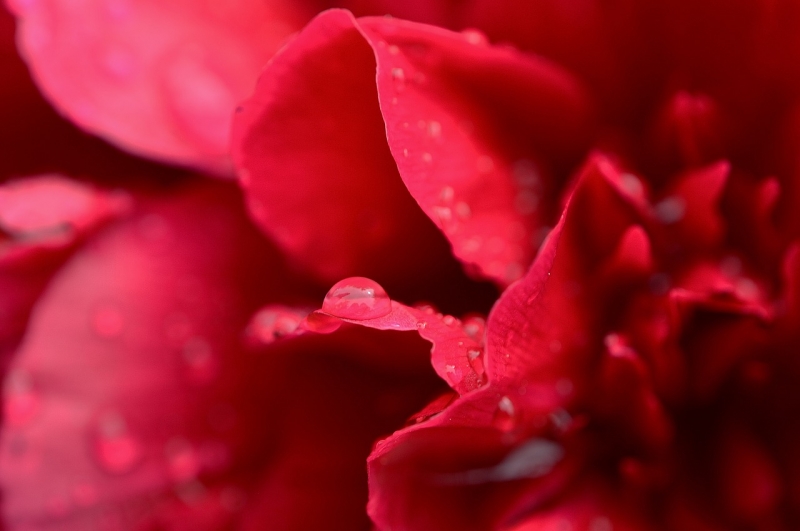 fleuriste Rouge Pivoine fontaines lyon